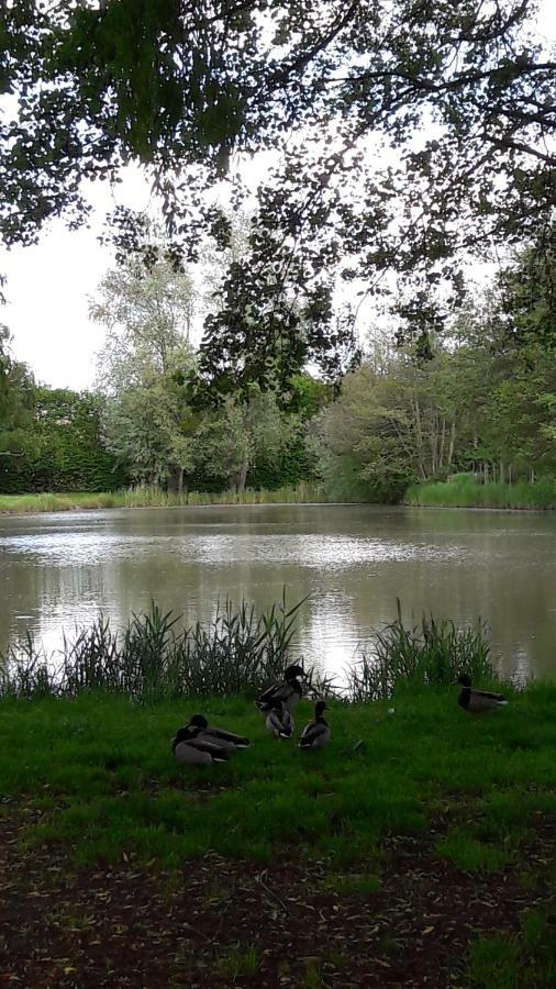 Entre Loire Et Cher Grand Gite "Cote Tilleul" Tour-en-Sologne Екстер'єр фото